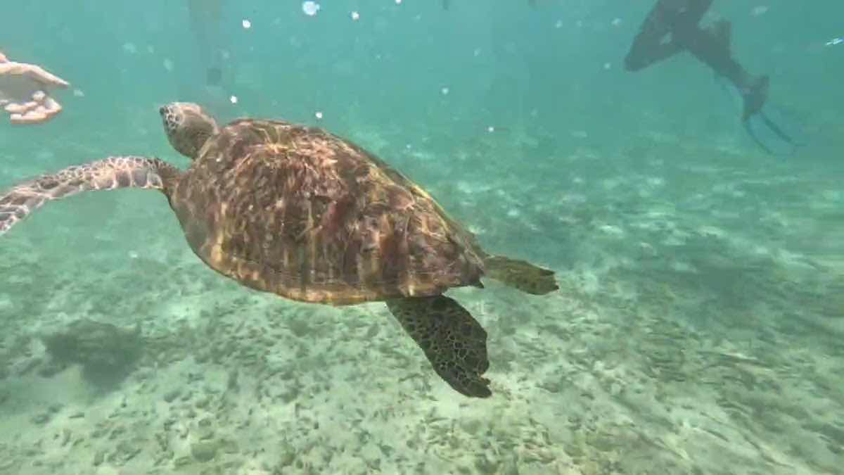 Diving Tours Mirissa photo 3