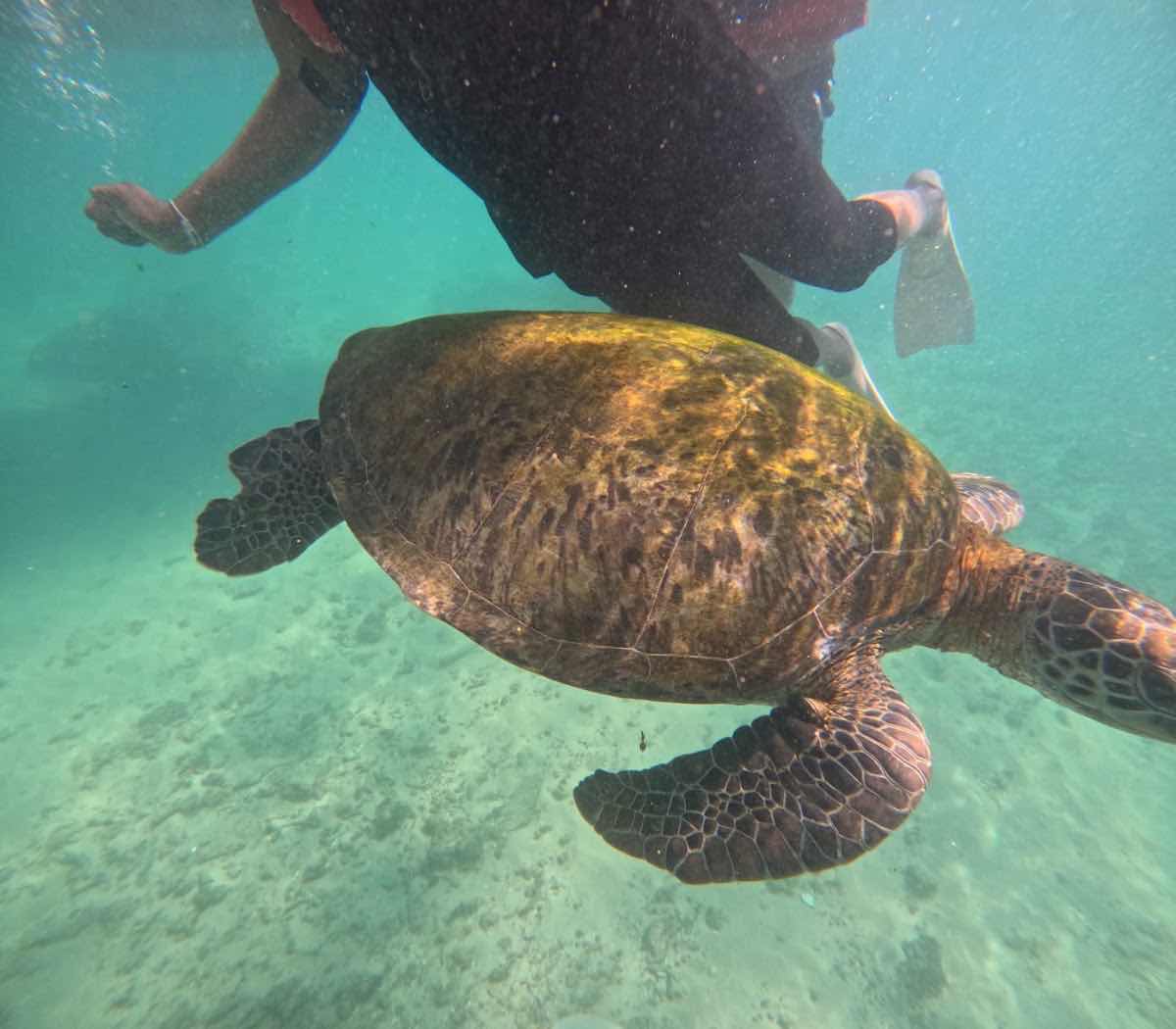 Diving Tours Mirissa photo 10