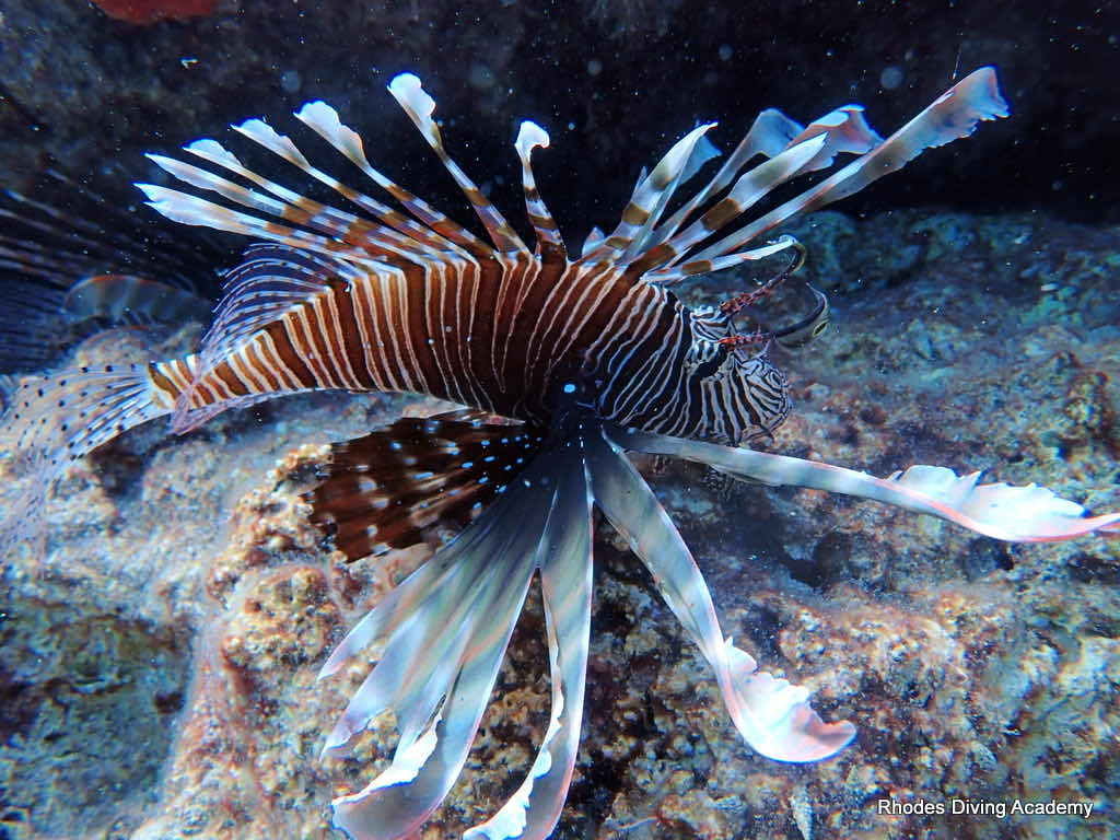 Rhodes Diving Academy photo 9