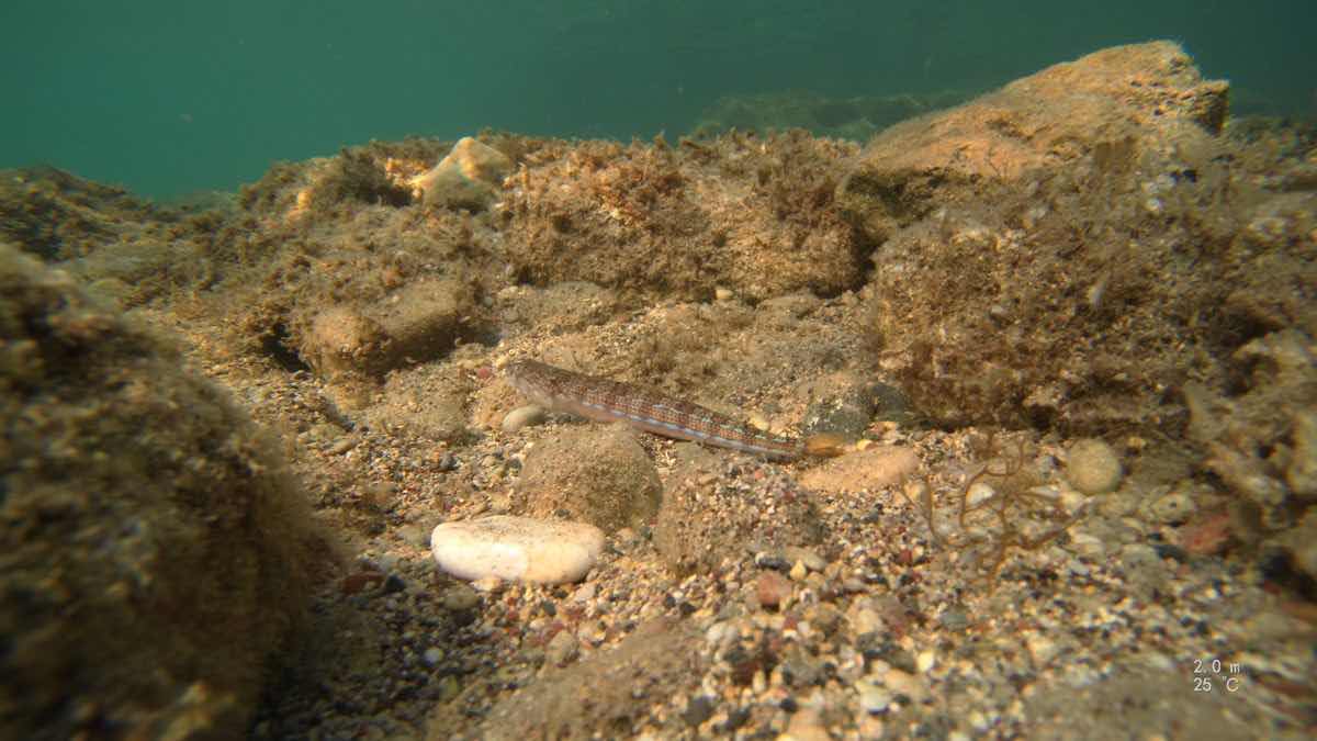 Rhodes Diving Academy photo 10