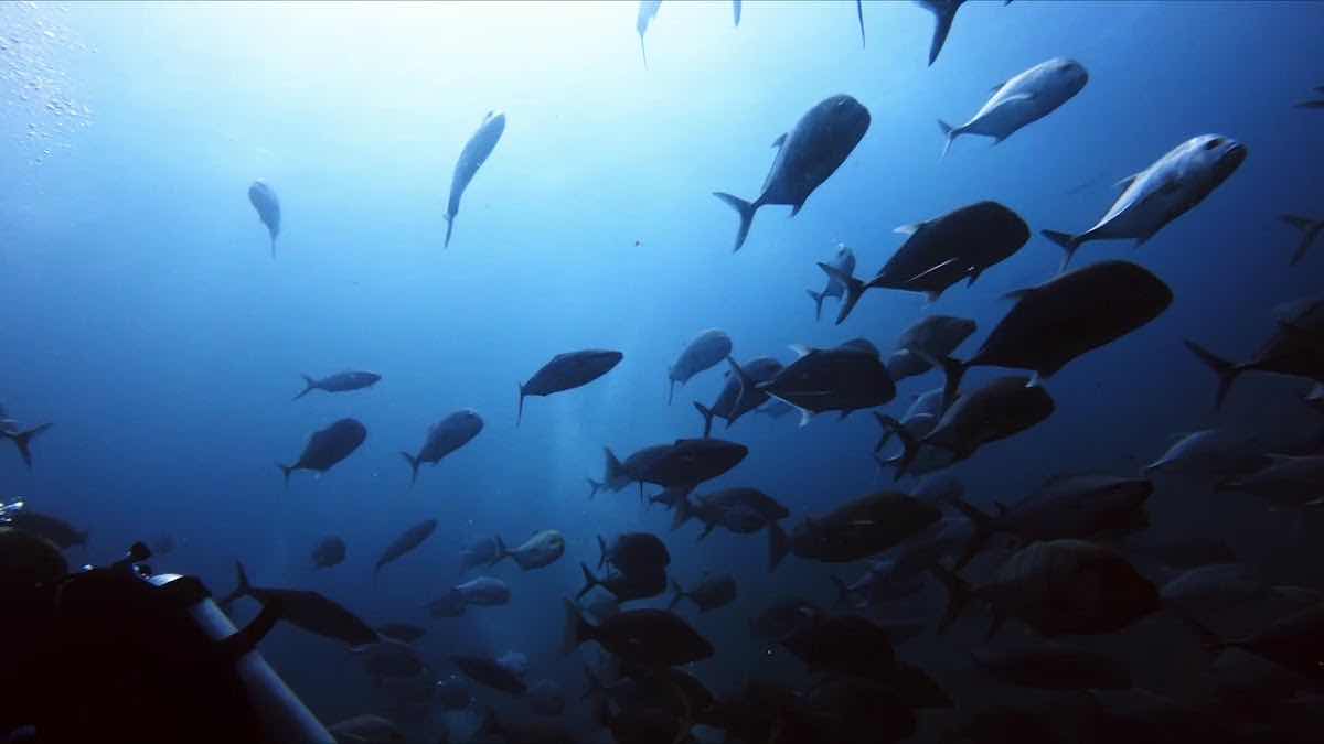 Yu Dive Khao Lak photo 3