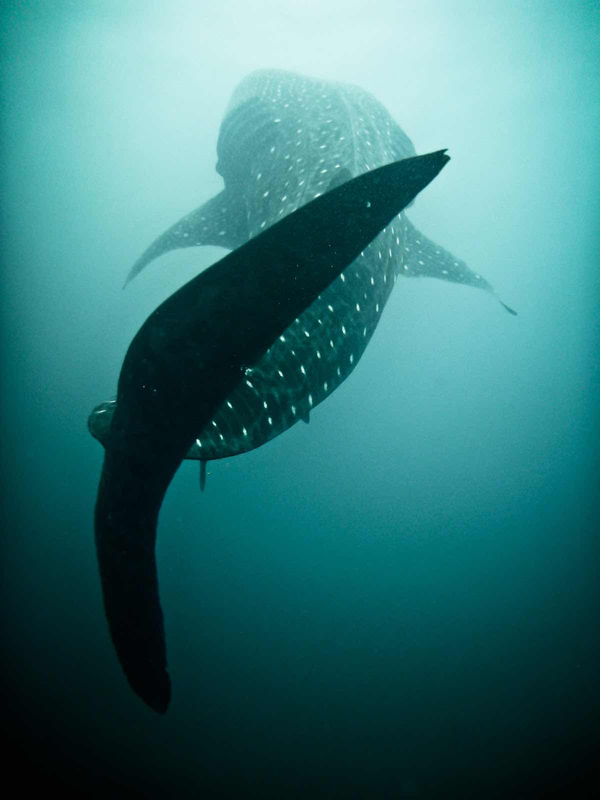 Coiba Dive Center photo 1