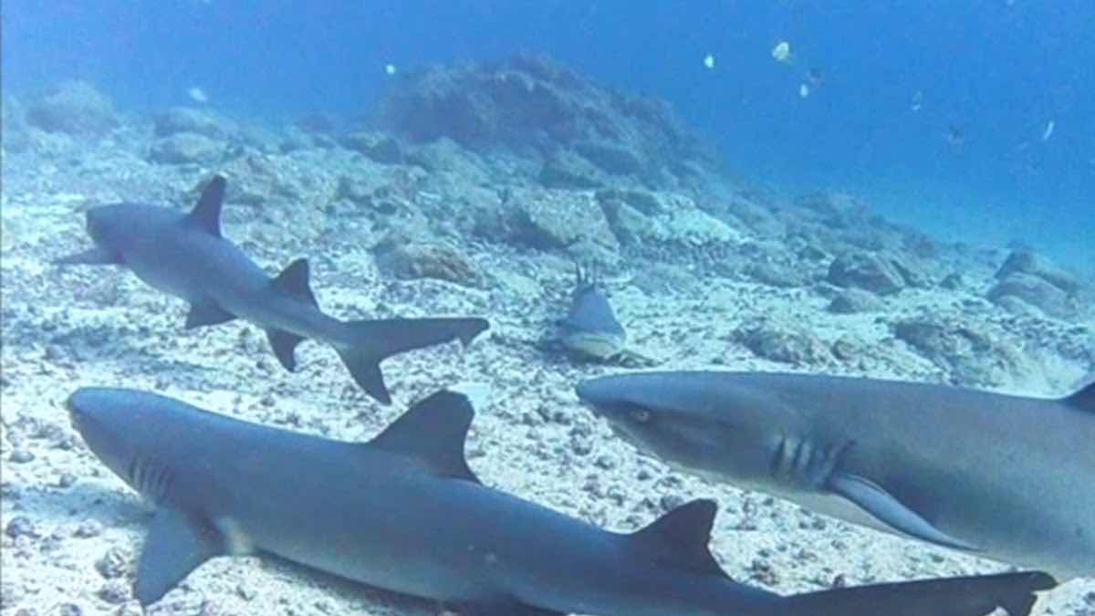 Coiba Dive Center photo 6