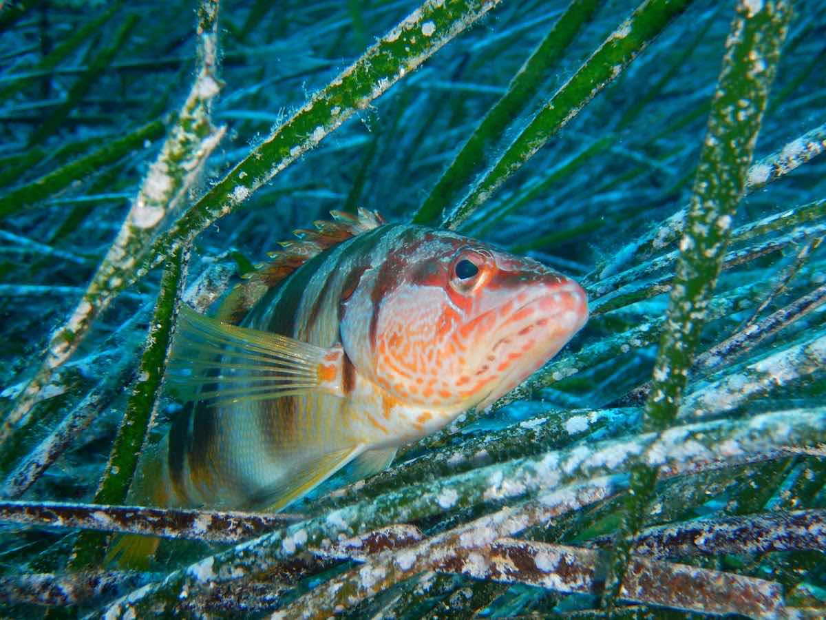 Scuba Diving Crete photo 9