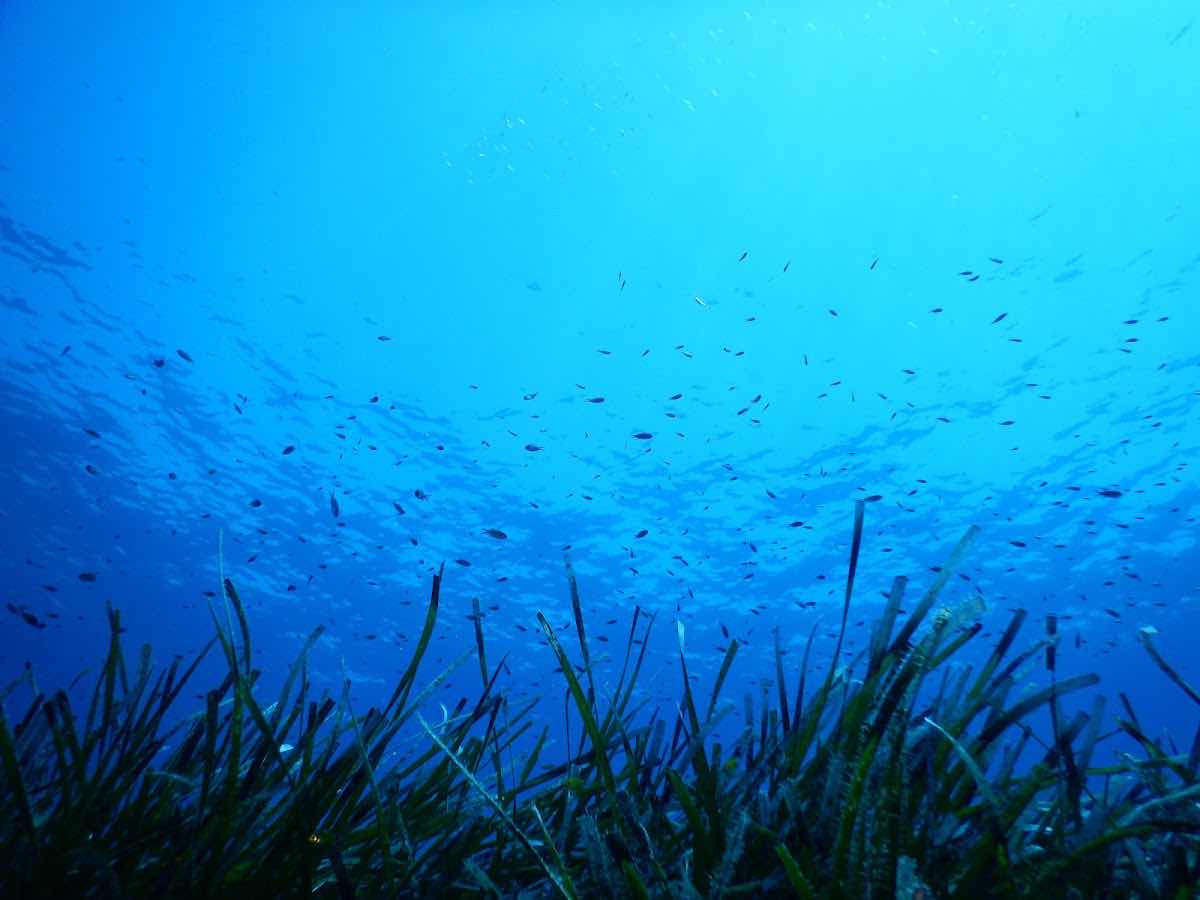 Scuba Diving Crete photo 10