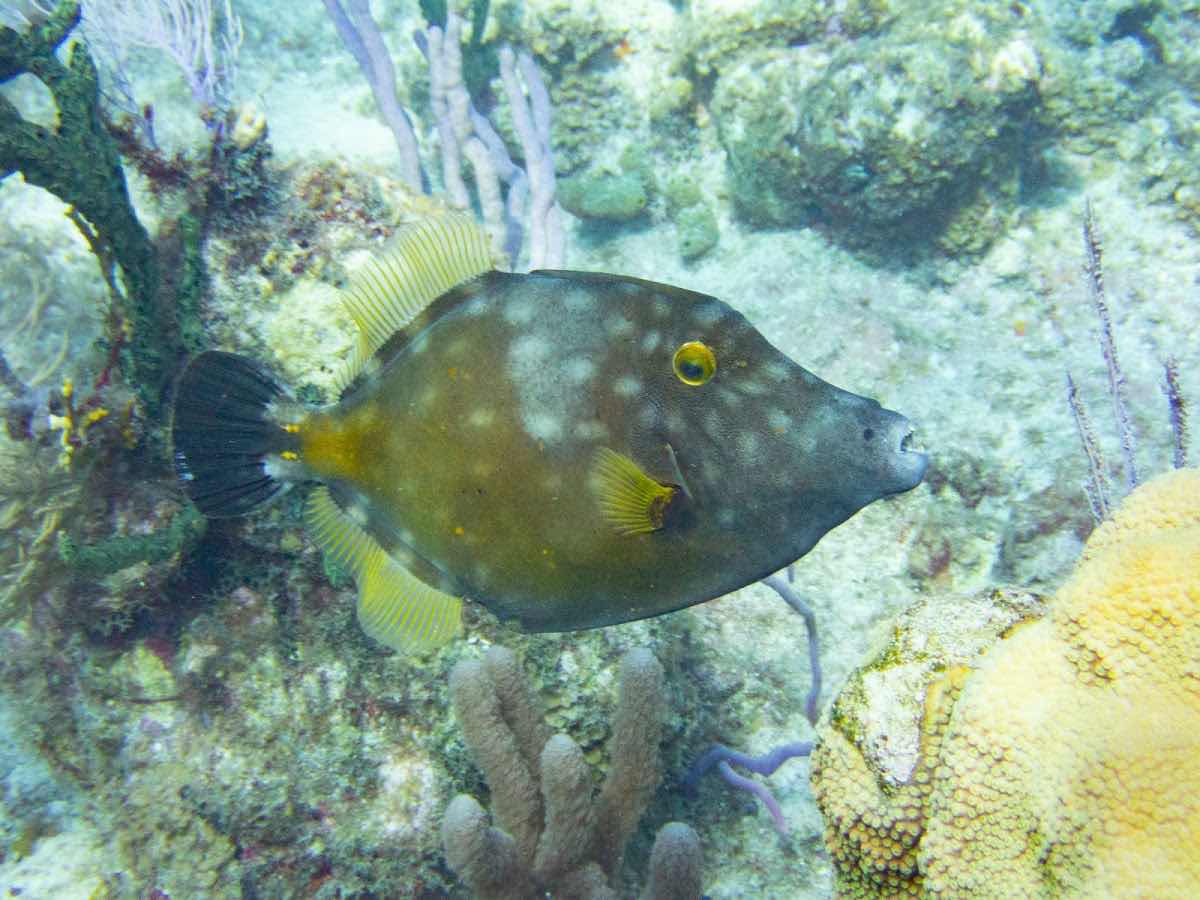 INDIGO DIVERS Grand Cayman photo 9