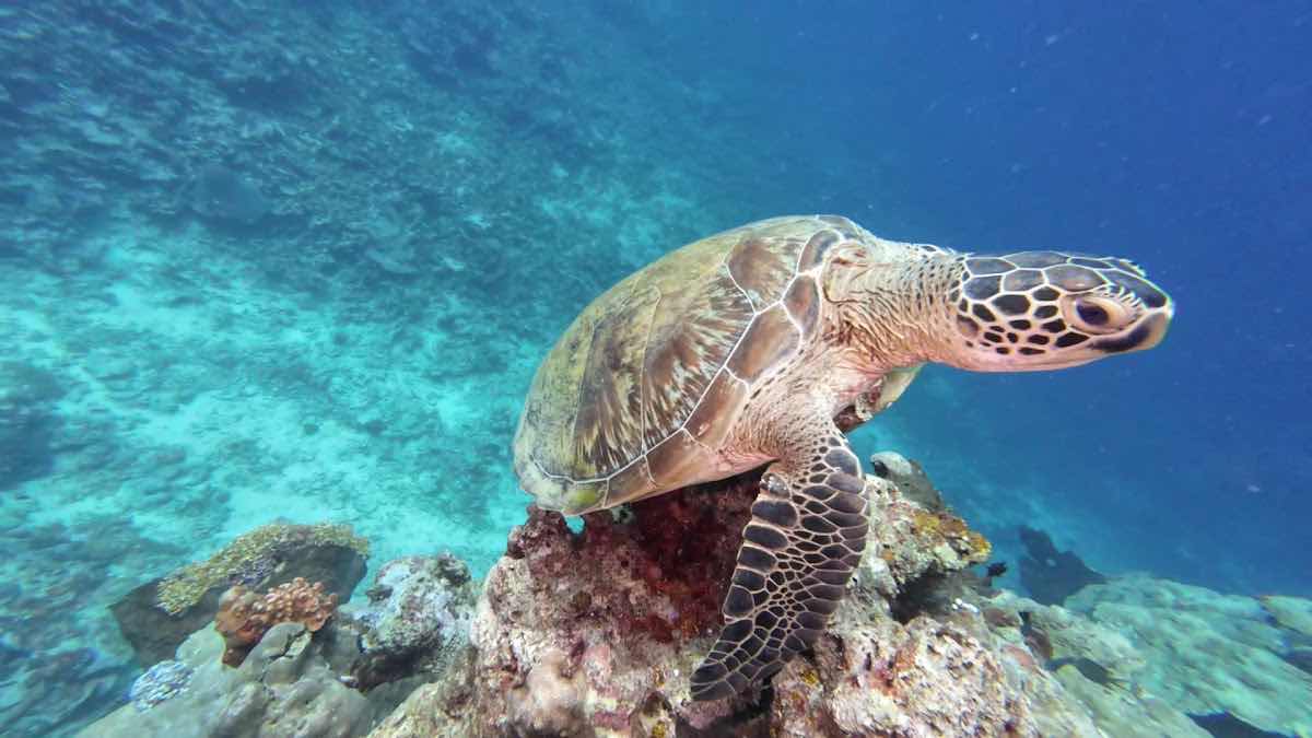 Lumbalumba Resort - Manado photo 3