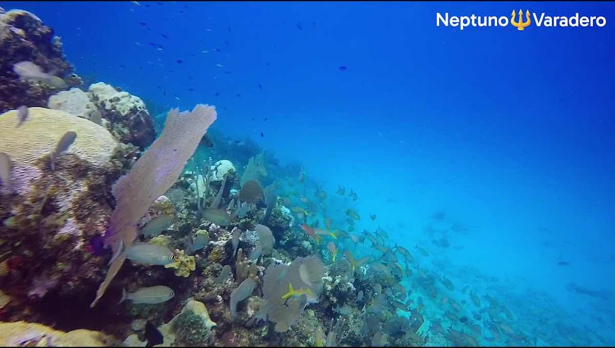 Neptuno Varadero. Centro de Buceo. photo 2