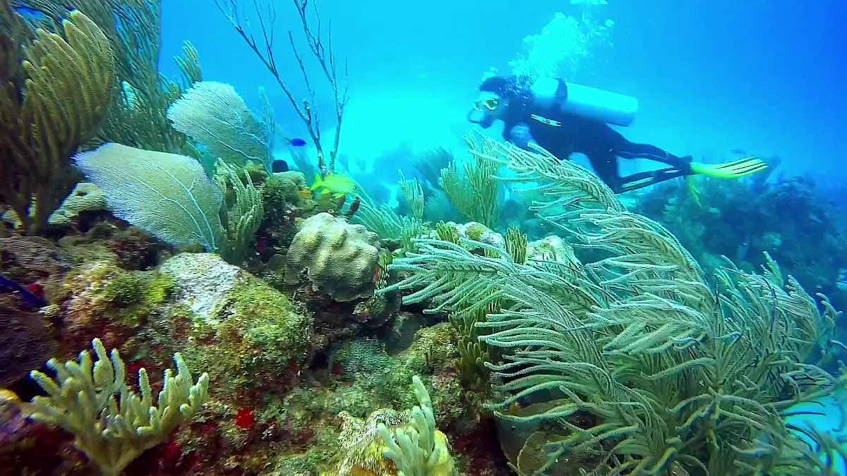 Neptuno Varadero. Centro de Buceo. photo 3