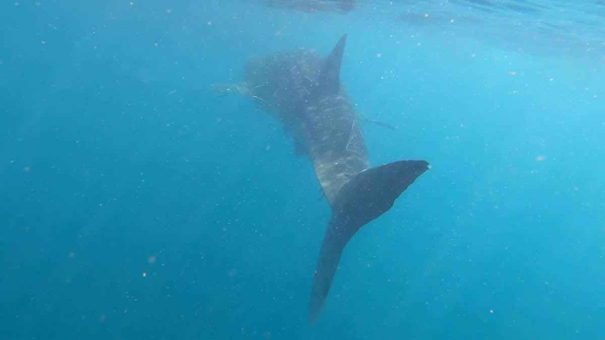 The Diver's Boat photo 9