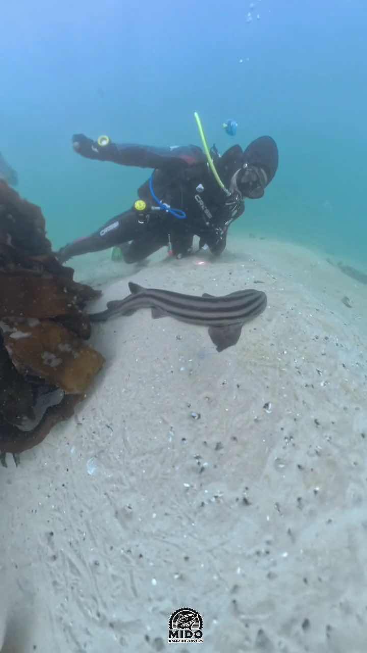 Amazing Divers | Muhammetshawky photo 8