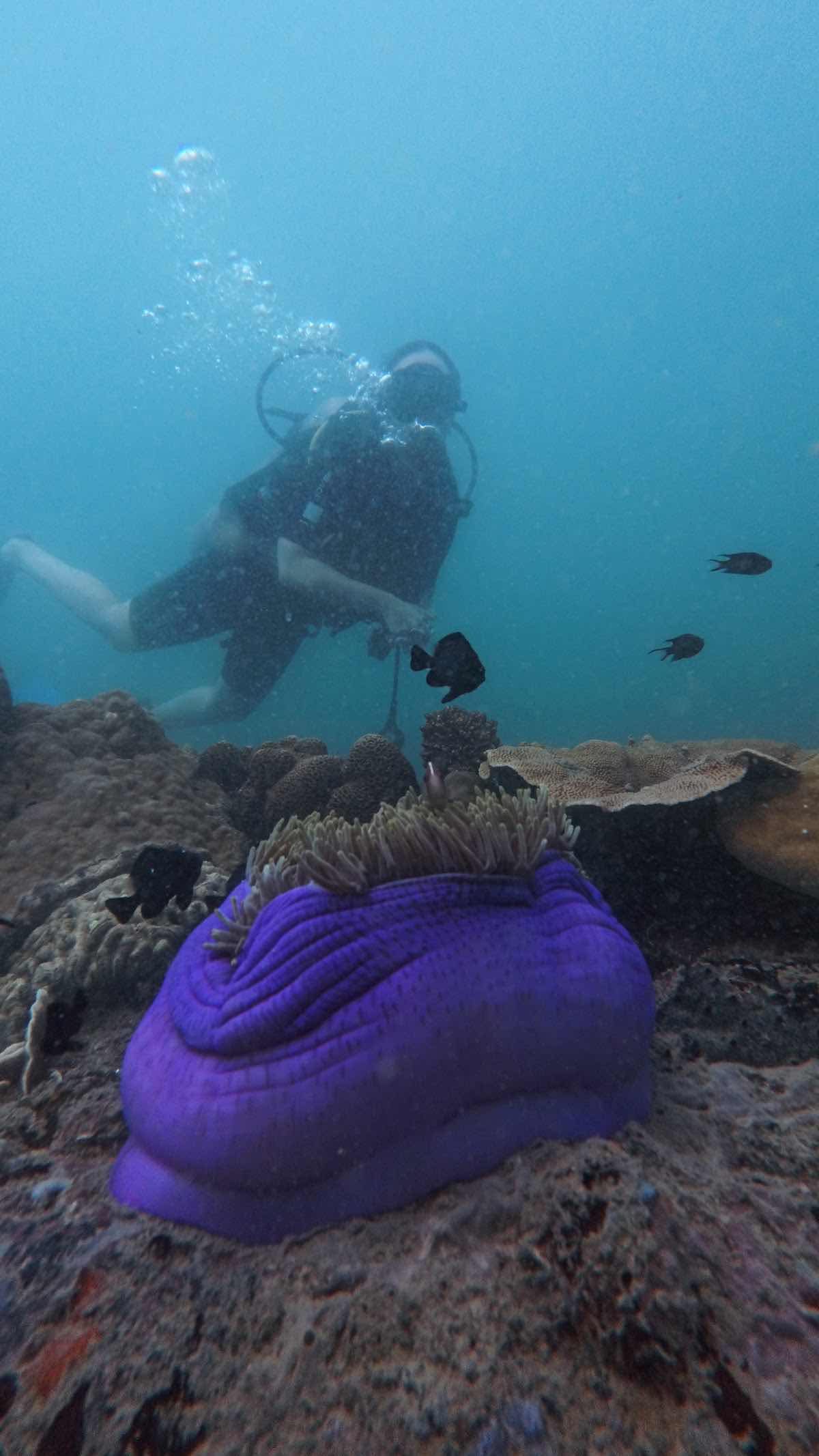 PHU QUOC DIVING CLUB - SSI DIVE CENTER photo 2