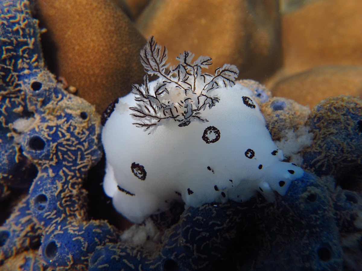 PHU QUOC DIVING CLUB - SSI DIVE CENTER photo 6