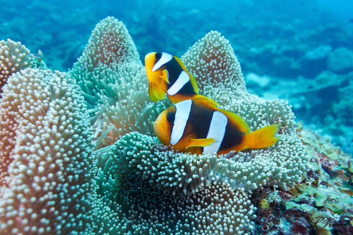 Freedive Nosy Be photo 7