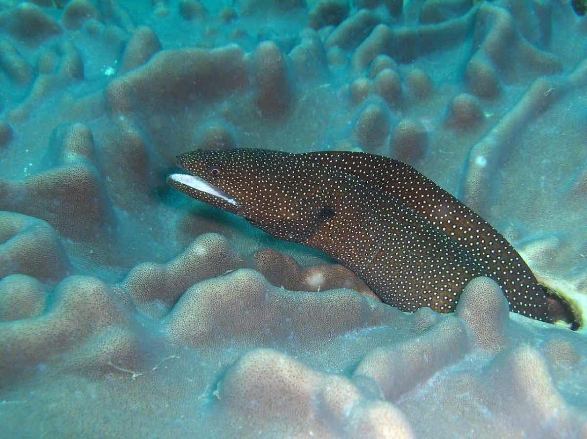 Mombasa Diving Team (Voyager Hotel) photo 2