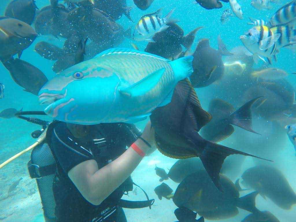 Mombasa Diving Team (Voyager Hotel) photo 9