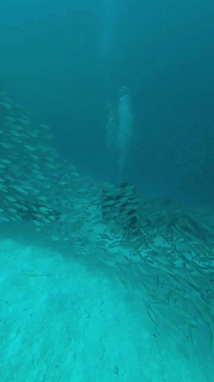 Palau LT Dive photo 2