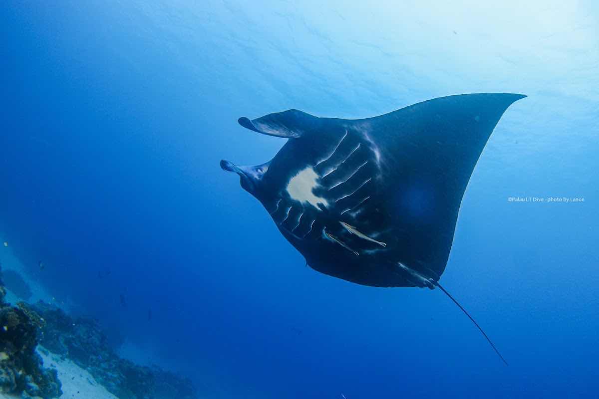 Palau LT Dive photo 4