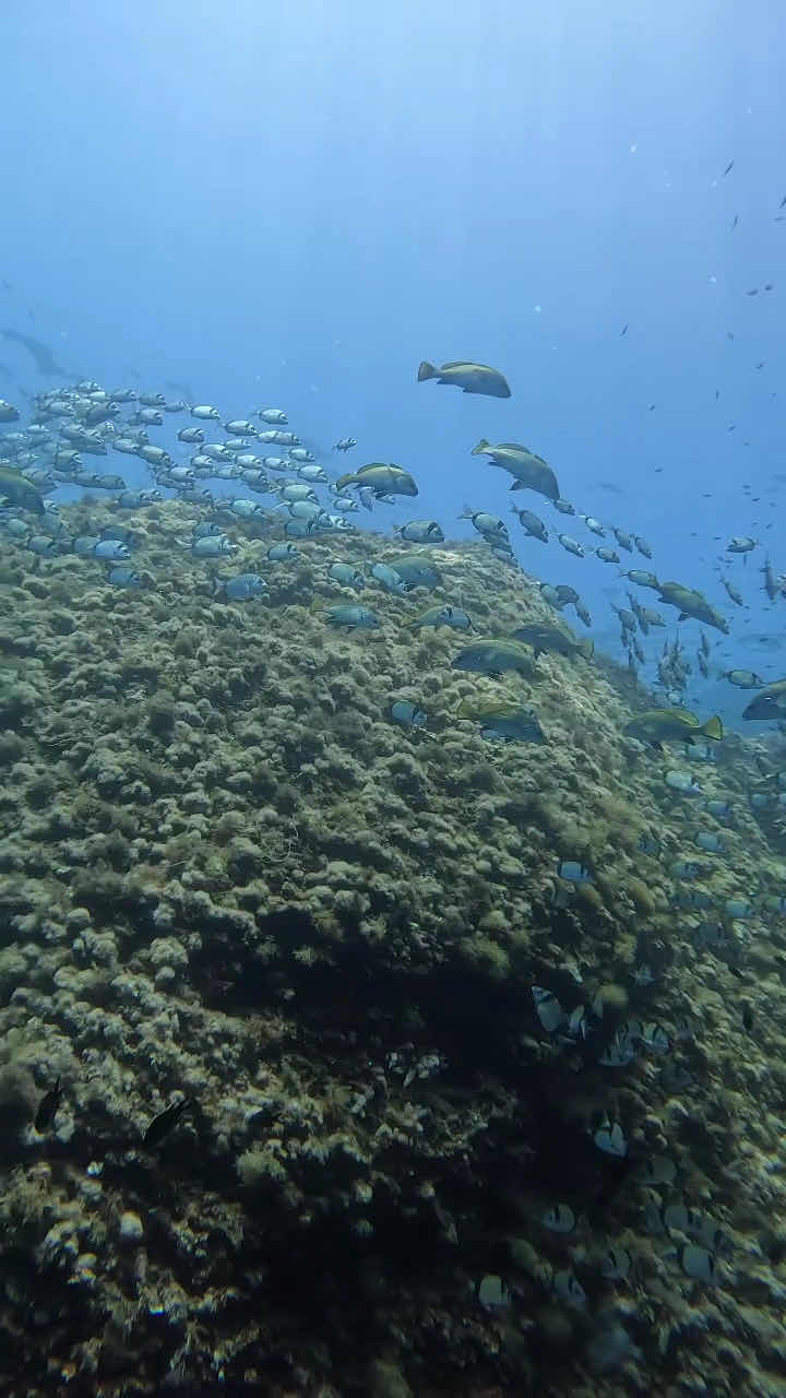 PADI - Barracuda Diving Mallorca photo 4