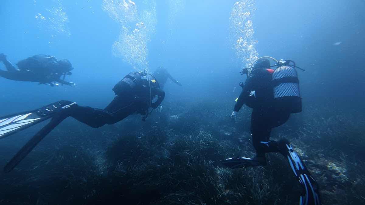 PADI - Barracuda Diving Mallorca photo 9