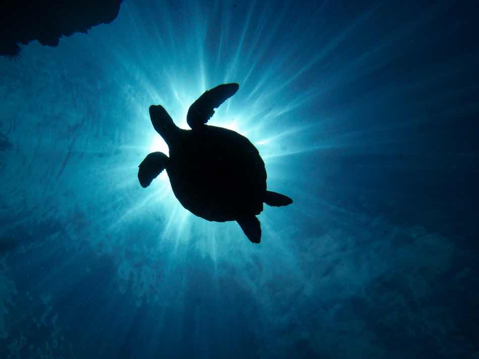 NeverDry Divers photo 1