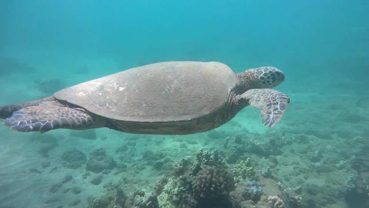 NeverDry Divers photo 2