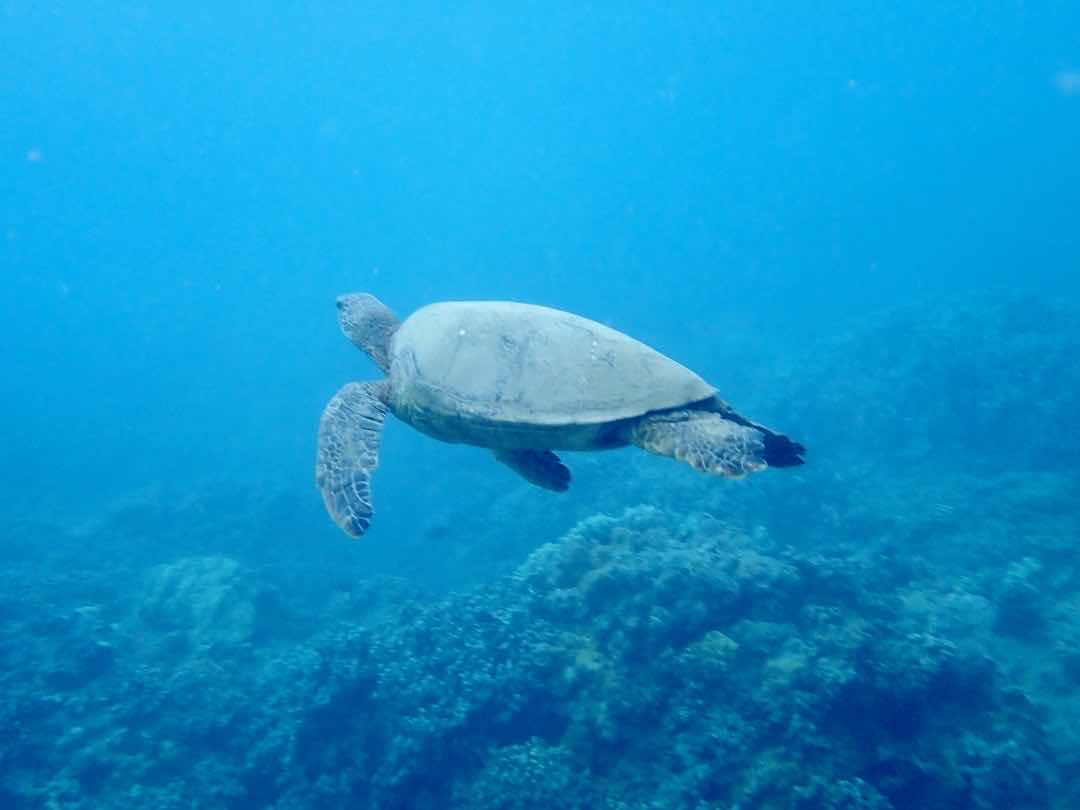 NeverDry Divers photo 10