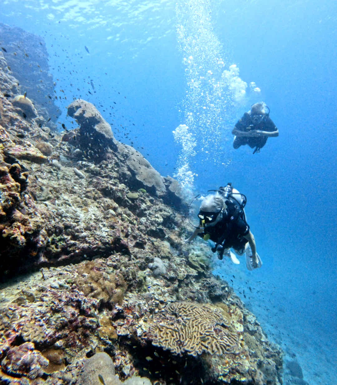 Apex Divers - Koh Lanta Scuba Diving, Freediving, Snorkelling, Coral Conservation photo 1