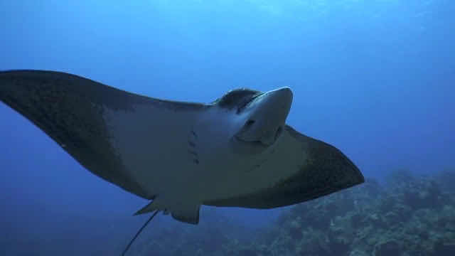 Wall to Wall Diving photo 2