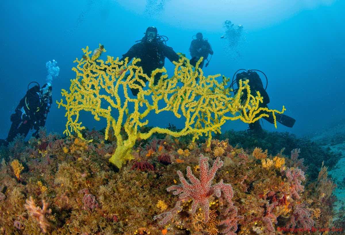 Diving Center Black Pearl Jelsa photo 8
