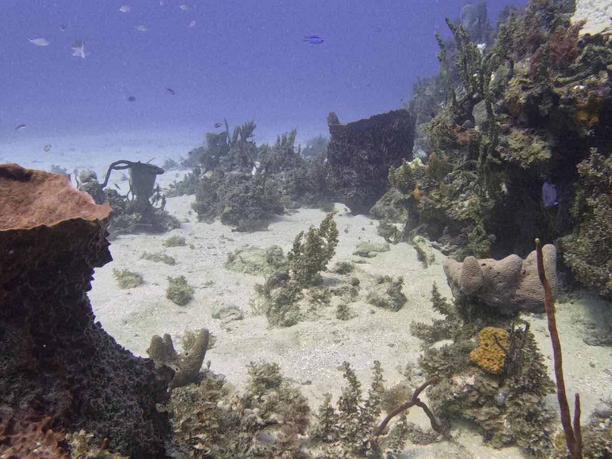 Aquanaut Jamaica photo 1