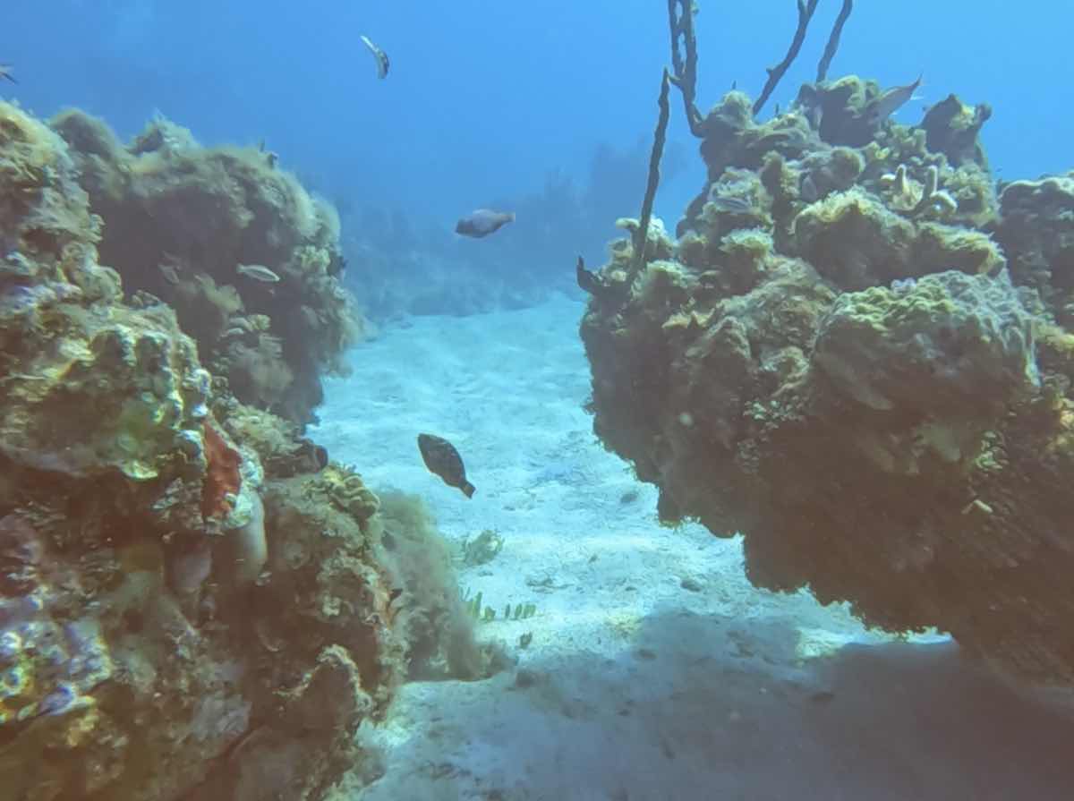 Aquanaut Jamaica photo 4