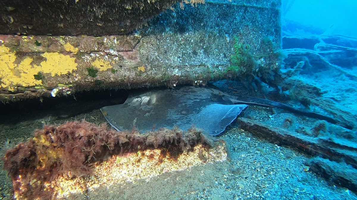 Liquid Planet Dive Center photo 9