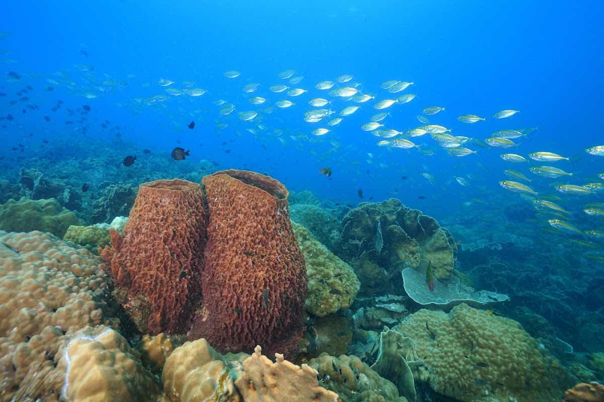 Nurkowanie Tajlandia BB divers photo 3