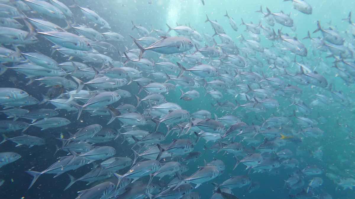 Chaloklum Diving photo 3