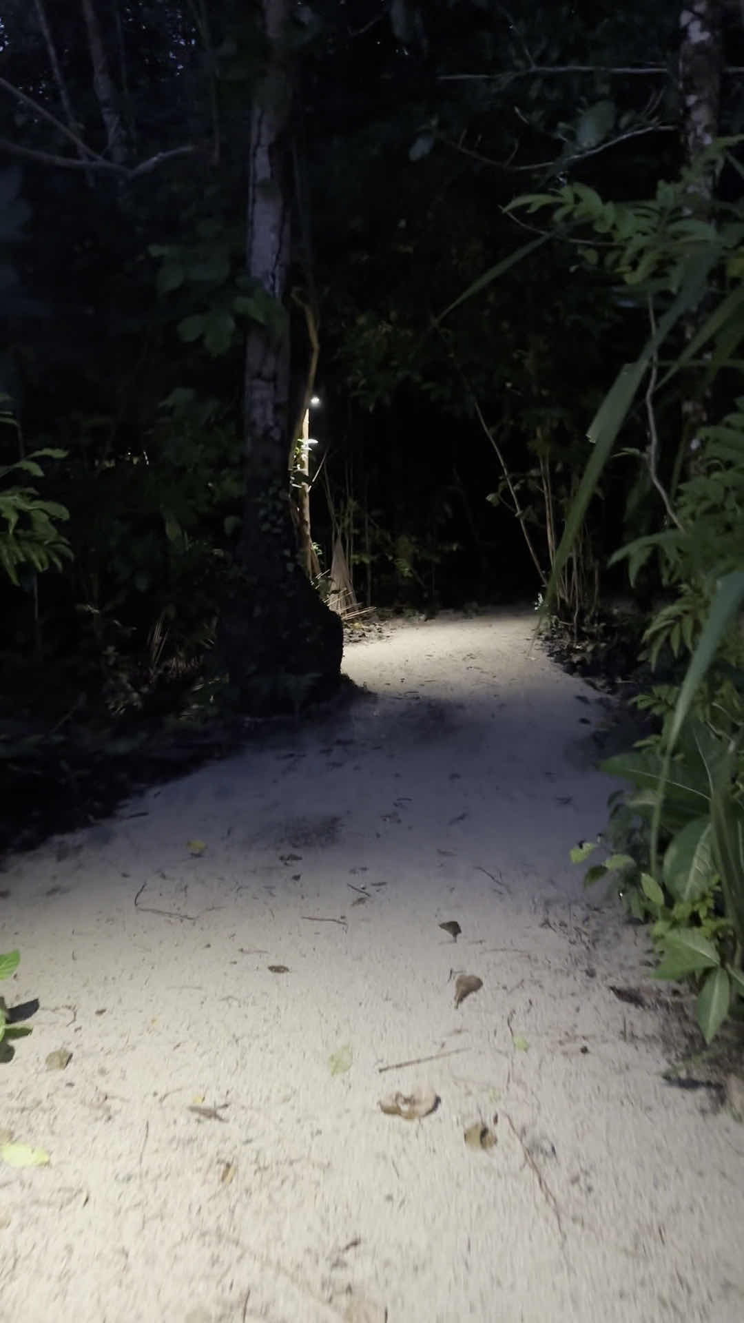Uepi Island photo 3