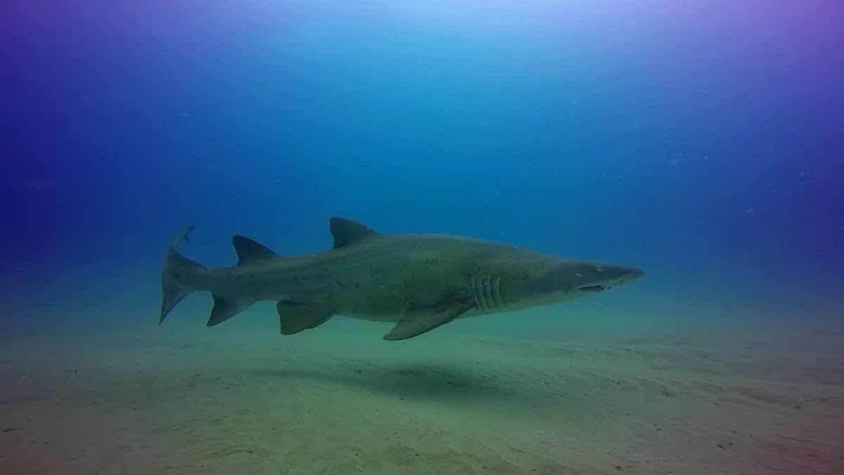 Adventure Mania - Sodwana Bay Lodge Scuba Diving photo 6