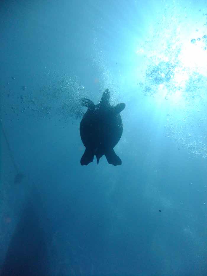 Adventure Mania - Sodwana Bay Lodge Scuba Diving photo 10
