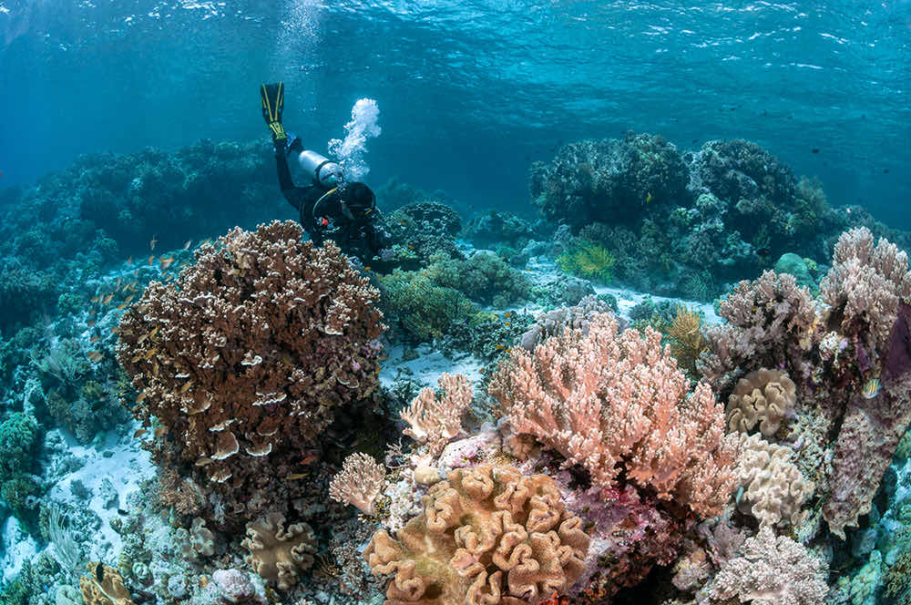 Wakatobi National Park photo 1