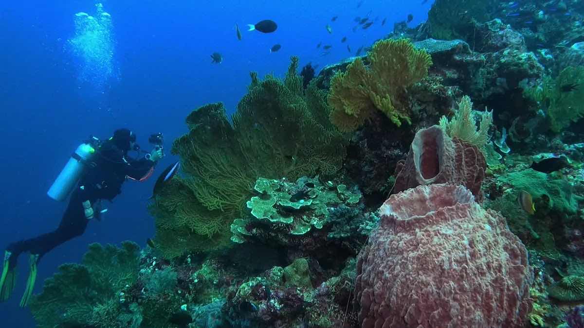 Wakatobi National Park photo 3