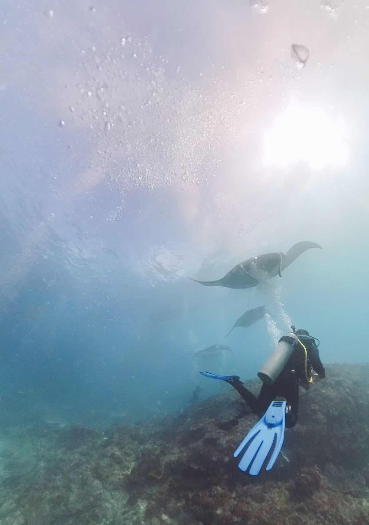 Octopus Dive Nusa Penida | Estd.2013 photo 3