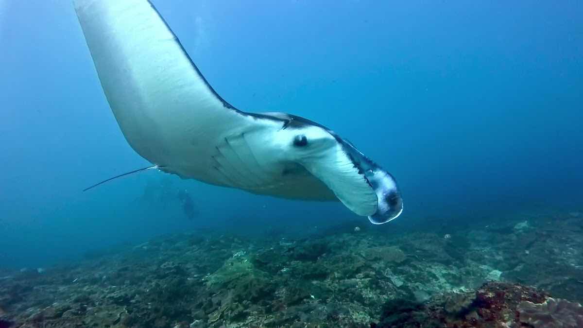Octopus Dive Nusa Penida | Estd.2013 photo 4
