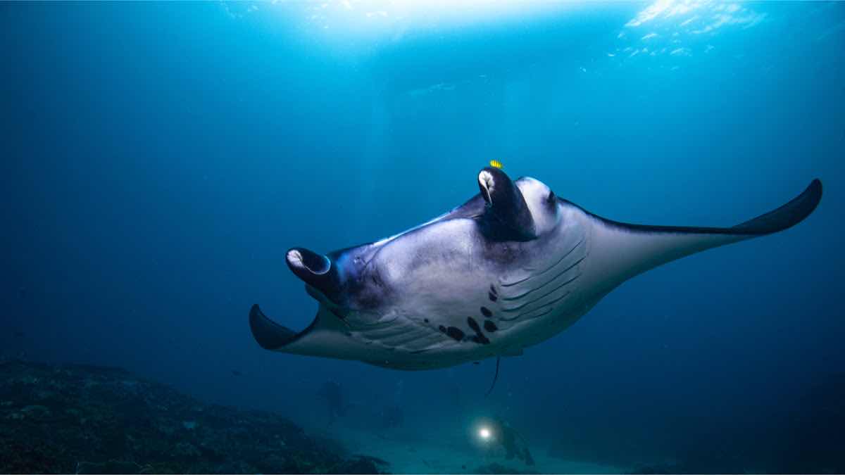Octopus Dive Nusa Penida | Estd.2013 photo 7
