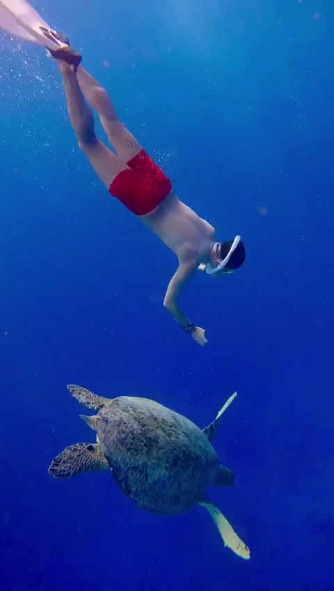 Snorkeling,Gili Trawangan,Gili Meno, photo 3