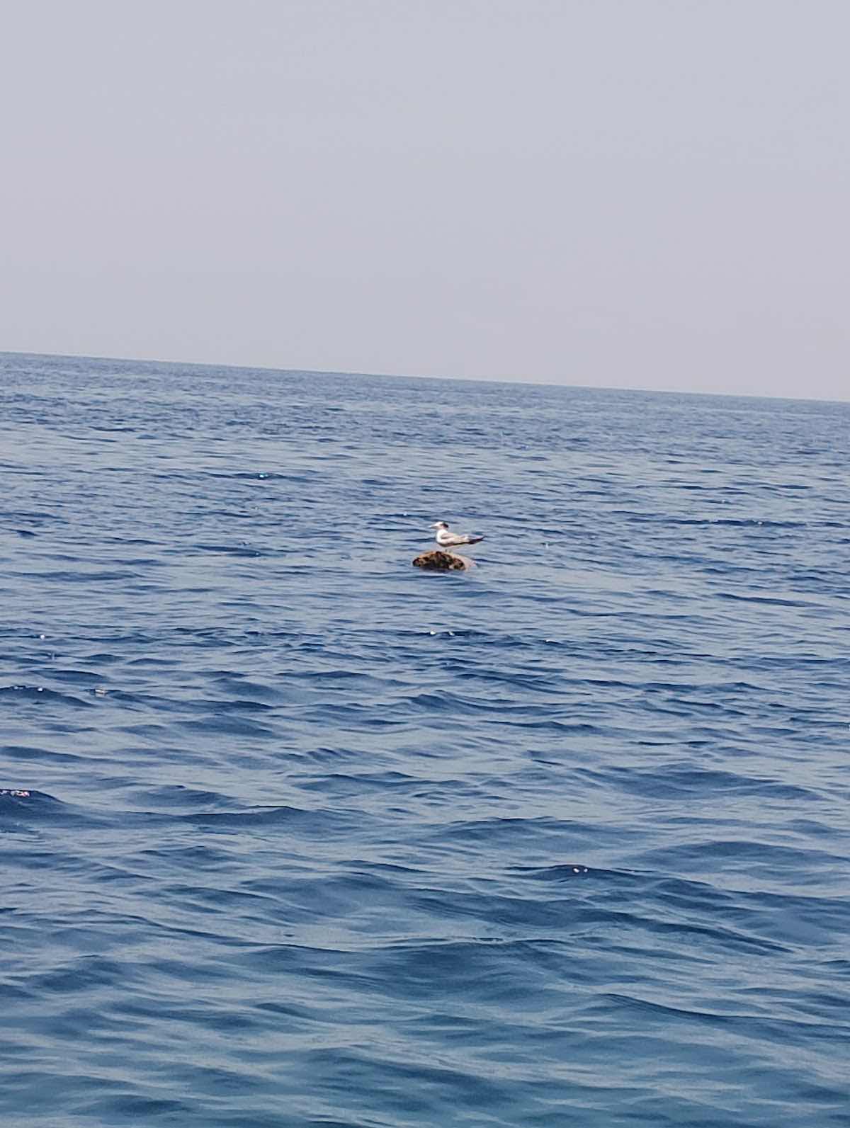 Snorkeling,Gili Trawangan,Gili Meno, photo 6