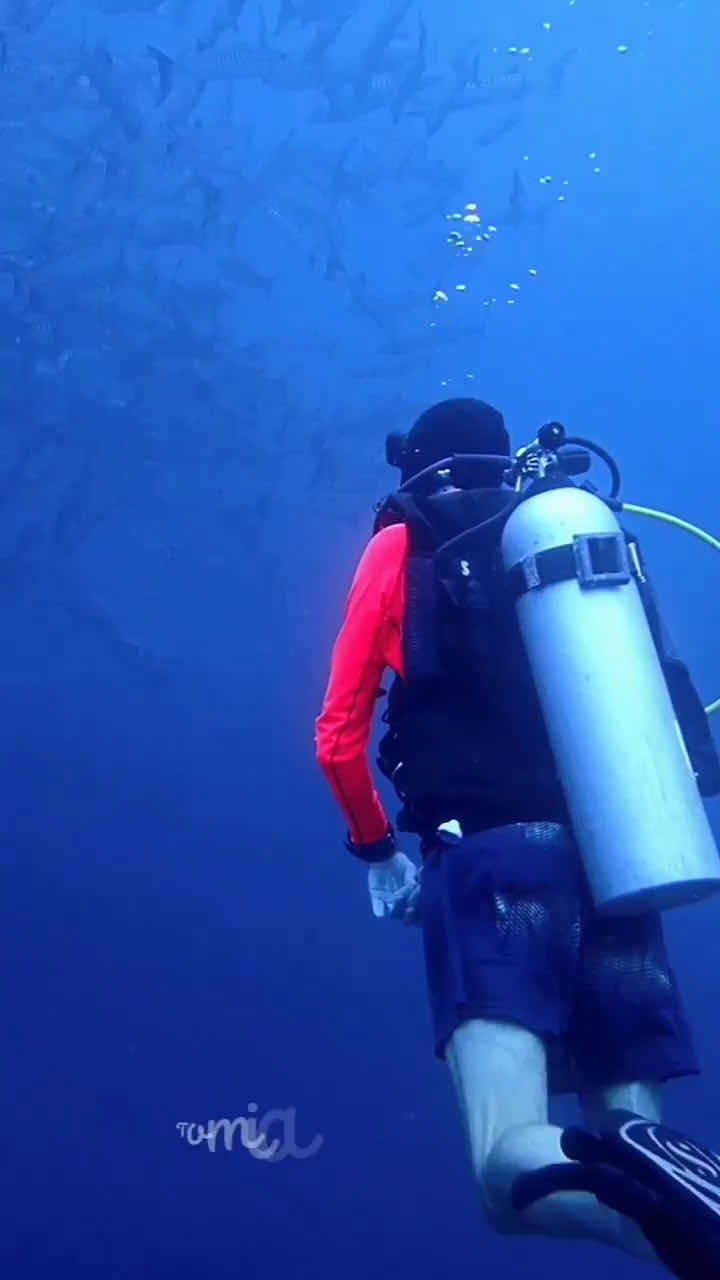 Tomia Fun Dive photo 2