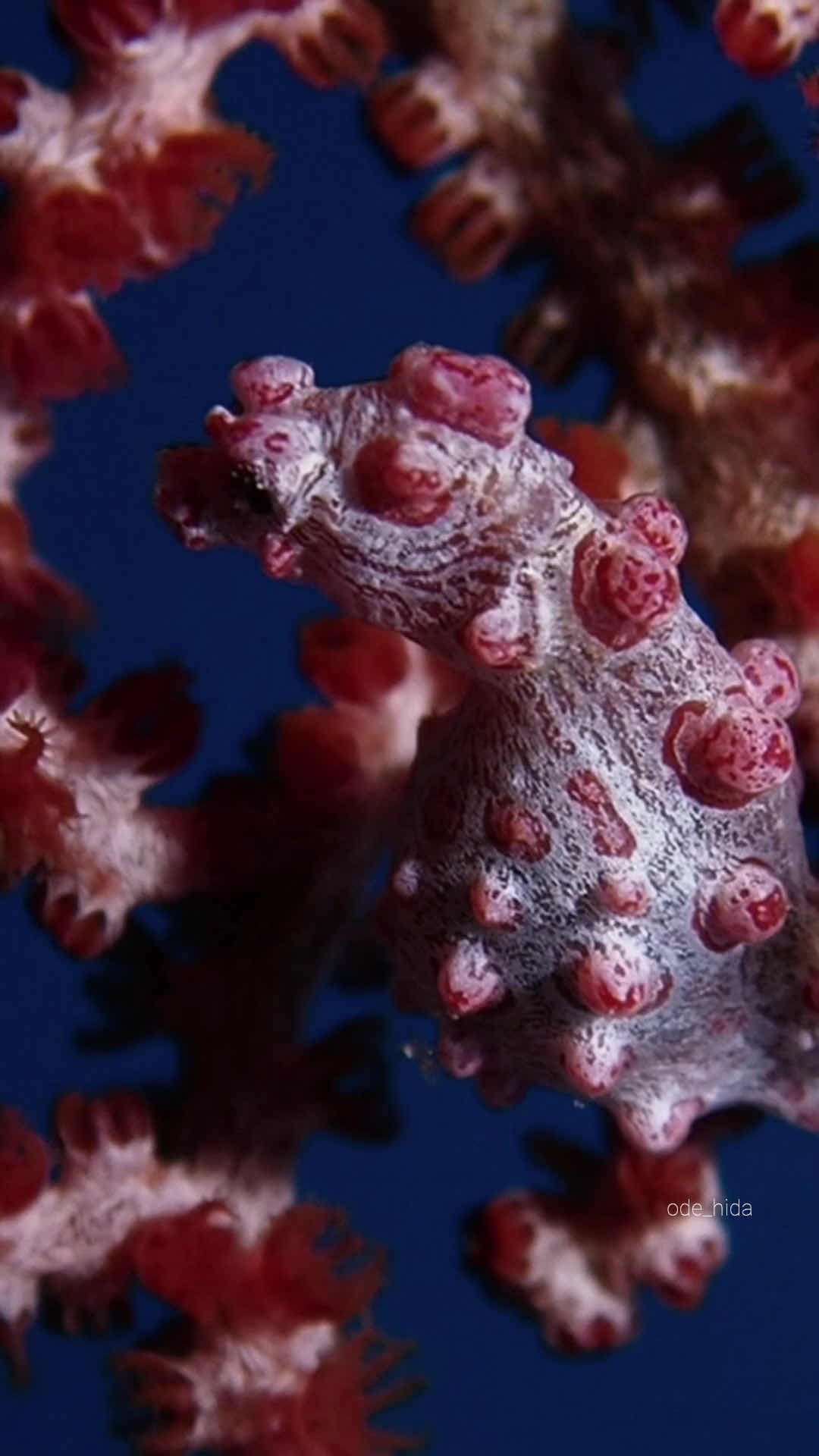 Tomia Fun Dive photo 3