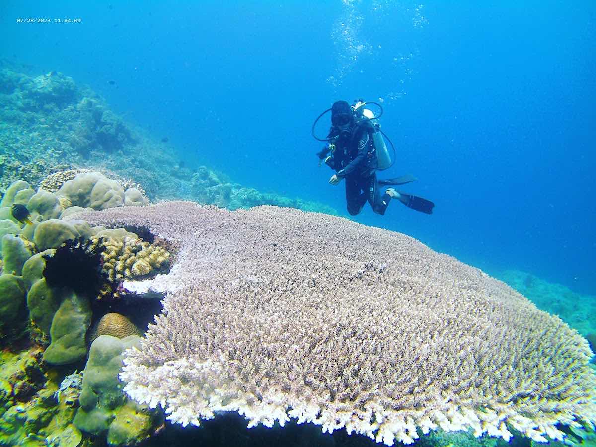 Tomia Fun Dive photo 5