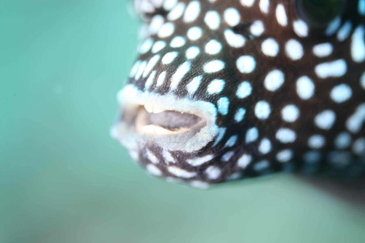 Scuba Diving in Cabo. photo 2