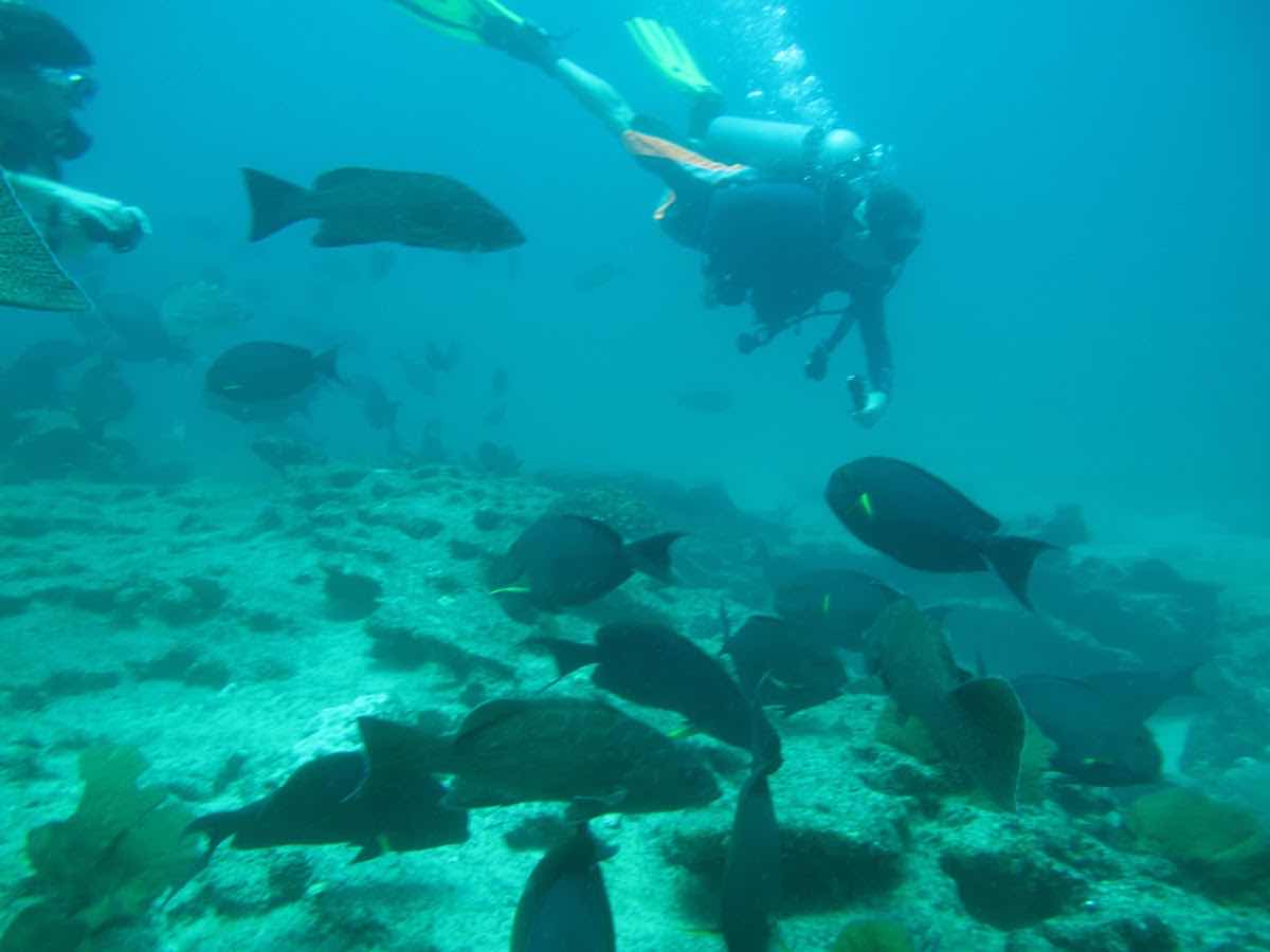 Scuba Diving in Cabo. photo 5